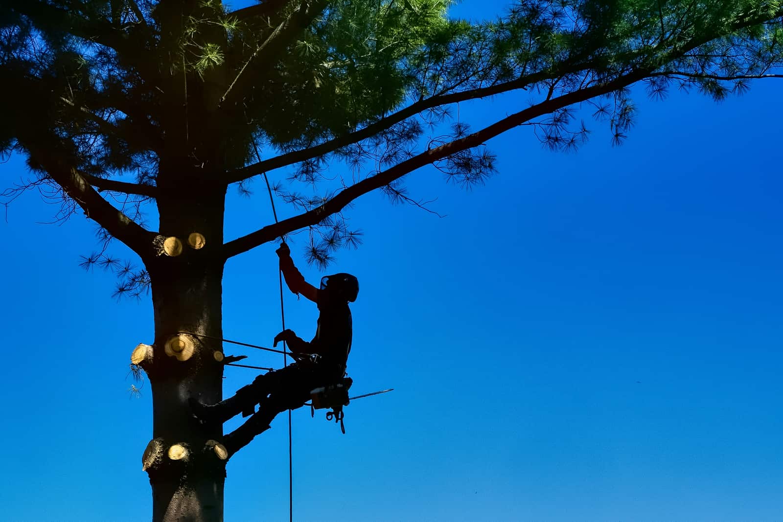 Dallas ArborCare crew at work
