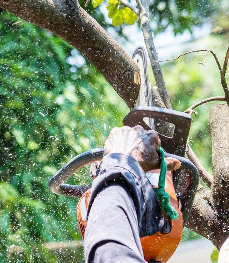 Dallas ArborCare arborist at work