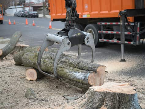 Tree work completed in Dallas