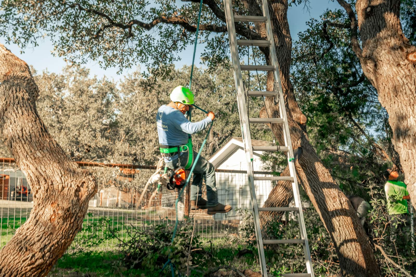Completed tree work in Dallas