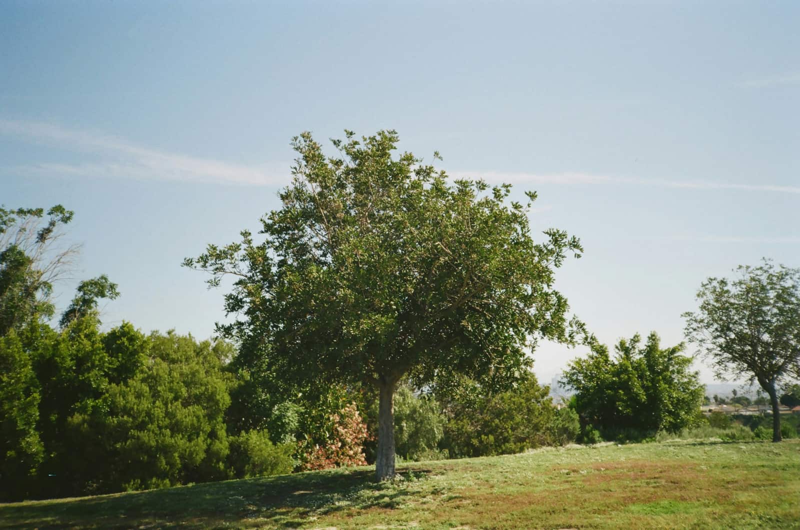 Tree Cabling and Bracing Dallas