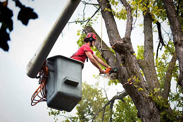 Tree Removal Dallas